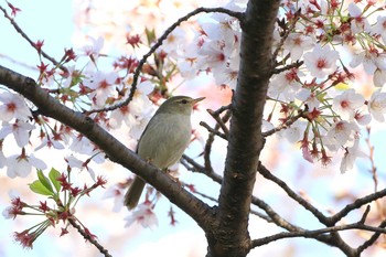 ウグイス 大阪城公園 2019年4月12日(金)