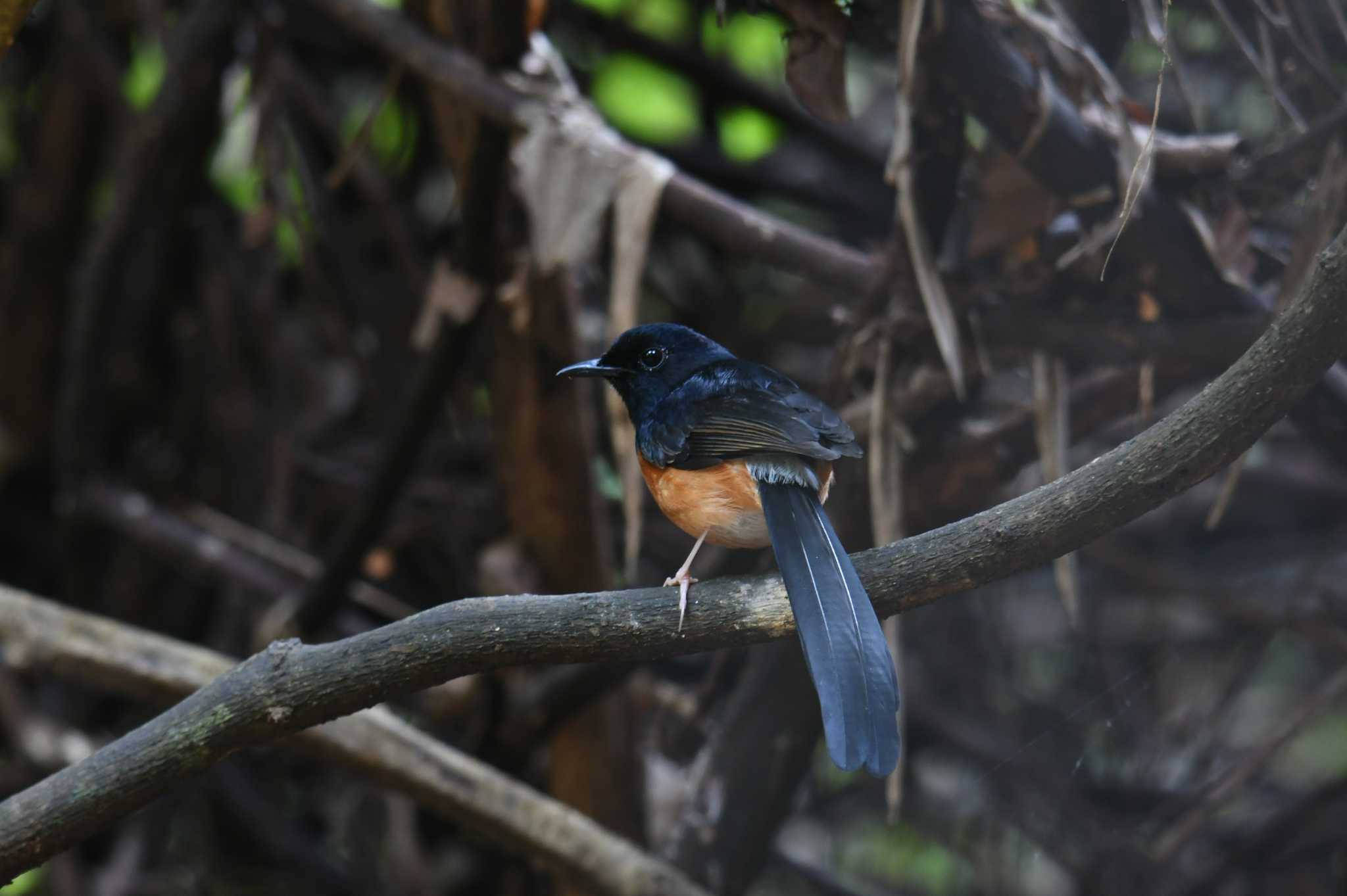 Photo of White-rumped Shama at タイ by あひる