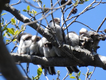 エナガ 秋ヶ瀬公園 2019年4月16日(火)