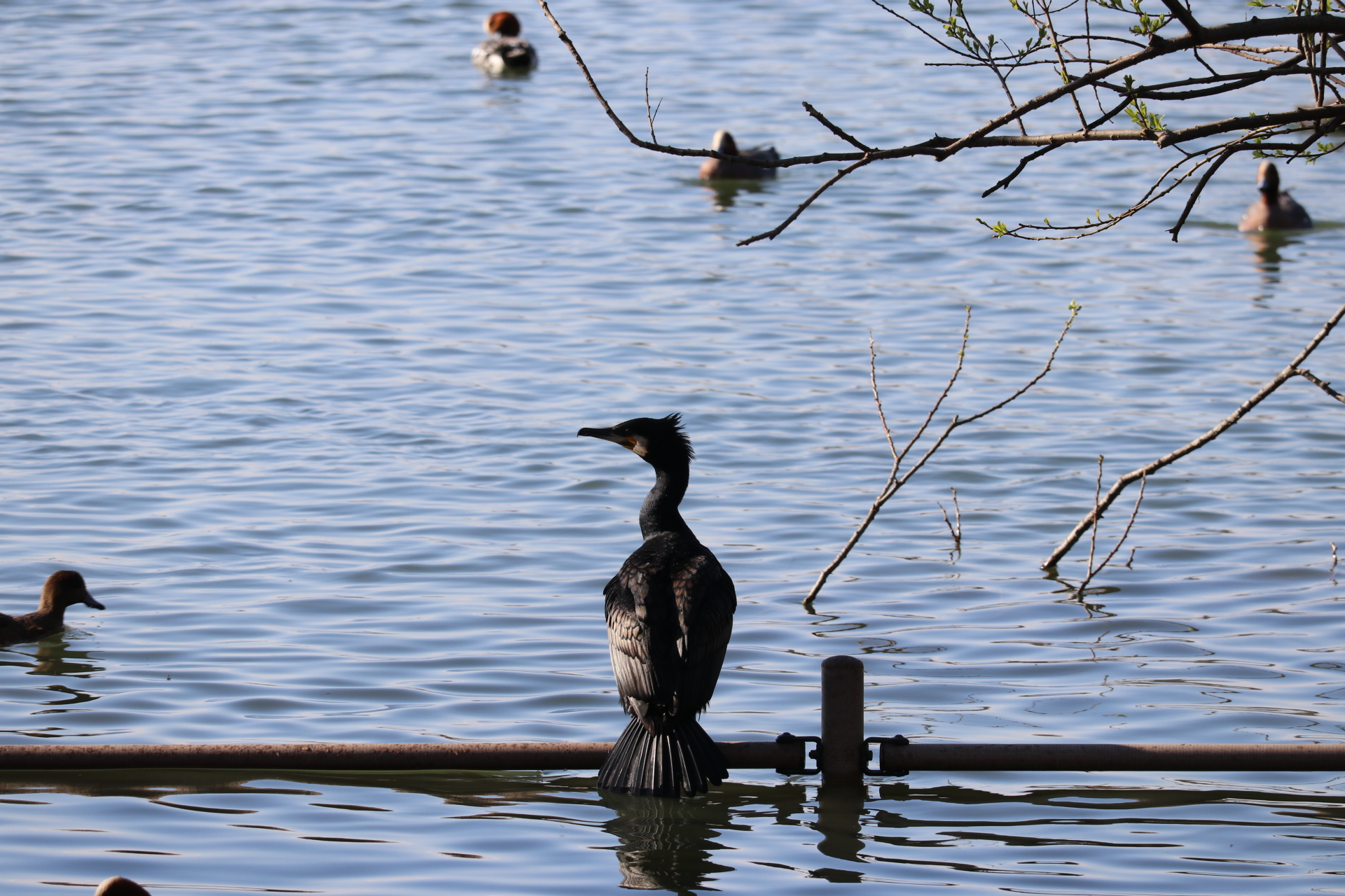 大阪府岸和田市 蜻蛉池公園 カワウの写真 by くるみ