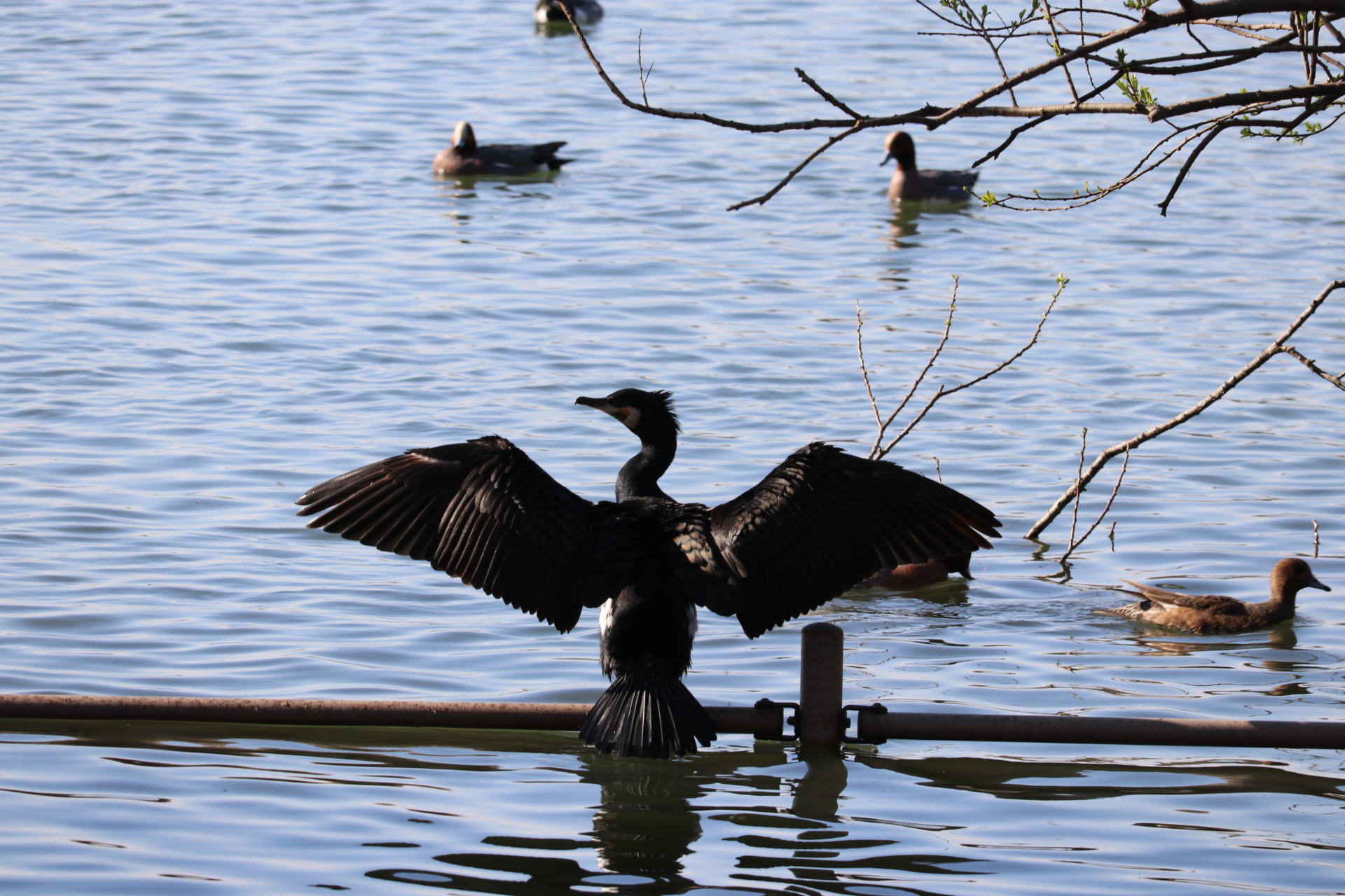 大阪府岸和田市 蜻蛉池公園 カワウの写真 by くるみ