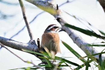 Meadow Bunting 多々良沼 Mon, 4/15/2019