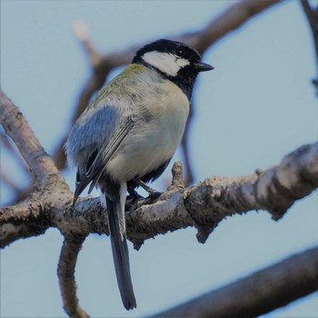 シジュウカラ 多々良沼 2019年4月15日(月)