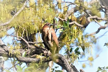 Japanese Night Heron 大麻生野鳥ノ森 Tue, 4/9/2019