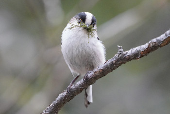 Long-tailed Tit 東京都多摩地域 Wed, 4/17/2019