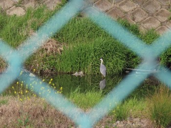 アオサギ 泉南市 2019年4月16日(火)