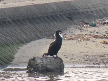 カワウ 泉南市 2019年4月16日(火)