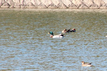 マガモ 大阪府岸和田市 蜻蛉池公園 2019年3月24日(日)