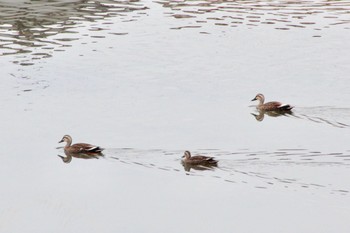 Eastern Spot-billed Duck 泉南市 Mon, 3/25/2019