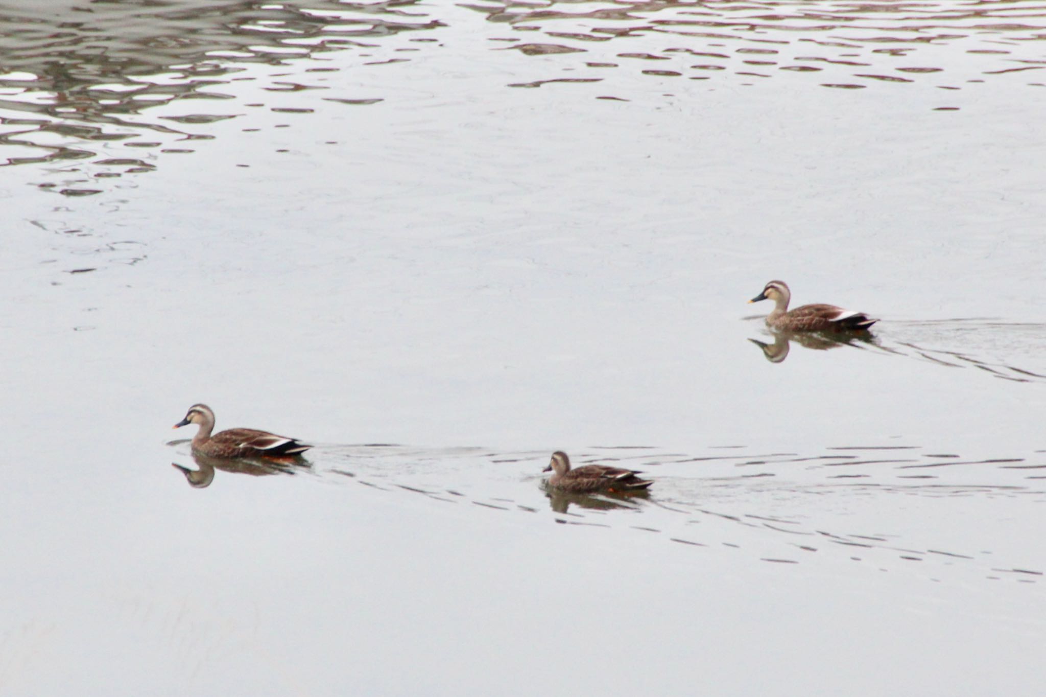 Photo of Eastern Spot-billed Duck at 泉南市 by くるみ