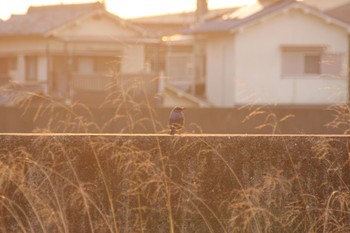 Blue Rock Thrush 泉南市 Thu, 2/7/2019