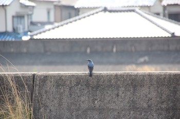 Blue Rock Thrush 泉南市 Sat, 3/23/2019