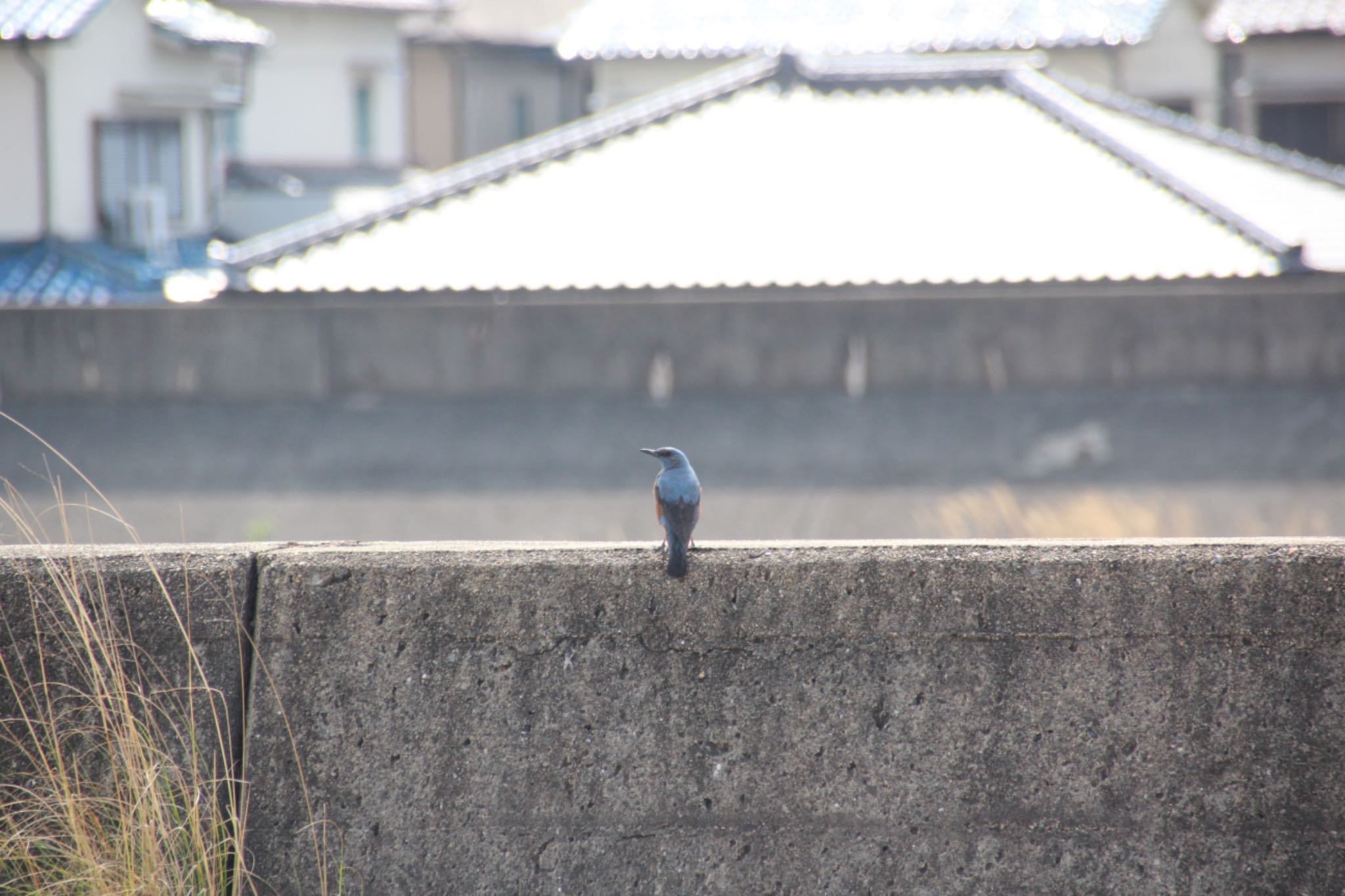 Photo of Blue Rock Thrush at 泉南市 by くるみ