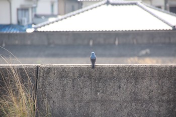 Blue Rock Thrush 泉南市 Sat, 3/23/2019