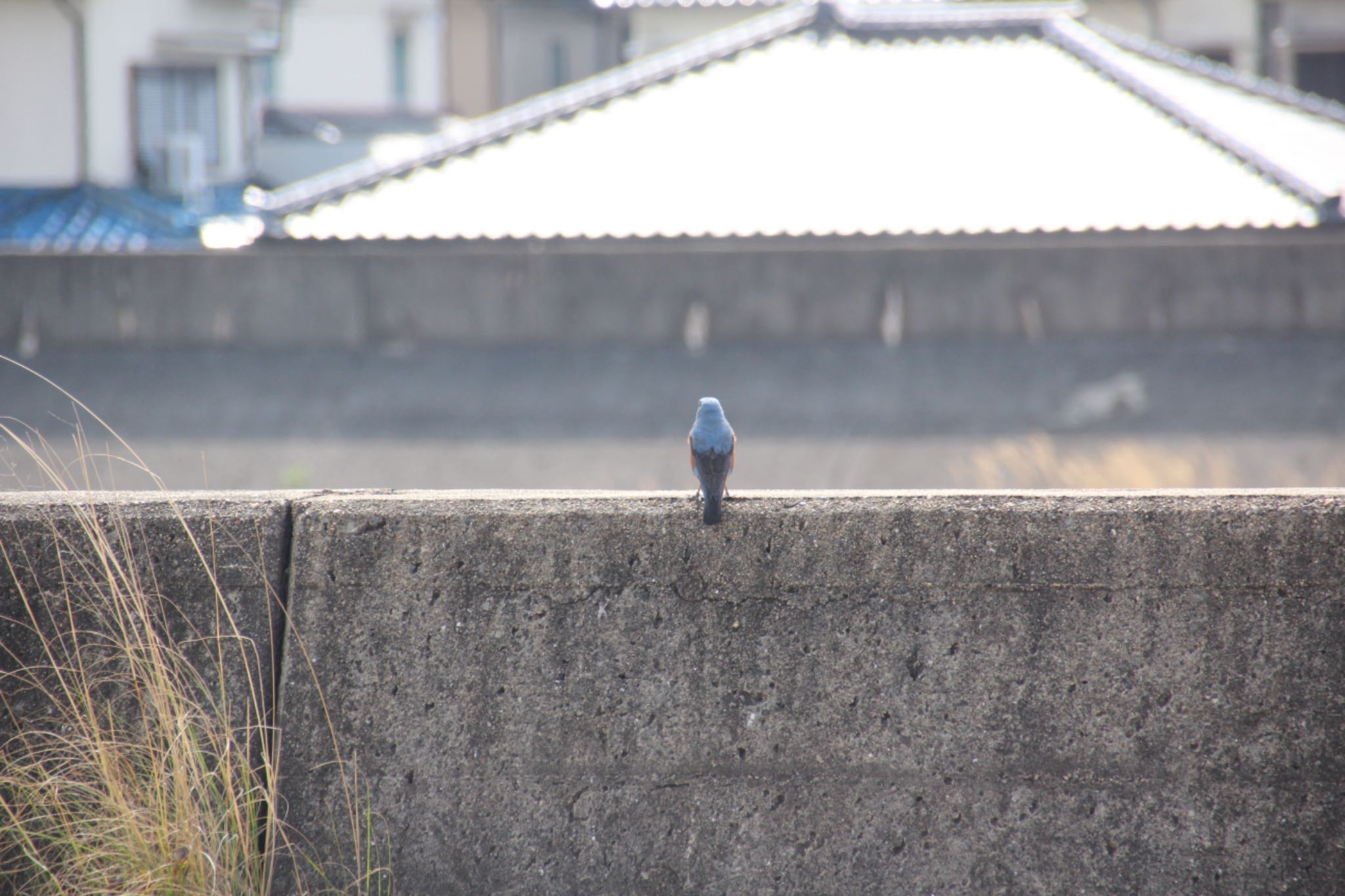 泉南市 イソヒヨドリの写真 by くるみ