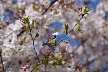 2019年4月16日(火) 長居公園植物園の野鳥観察記録