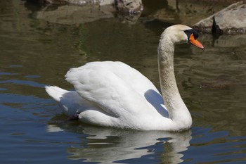 コブハクチョウ 長居公園植物園 2019年4月16日(火)