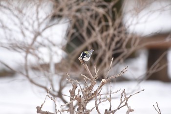 Sun, 1/28/2018 Birding report at Koishikawa Botanic Garden