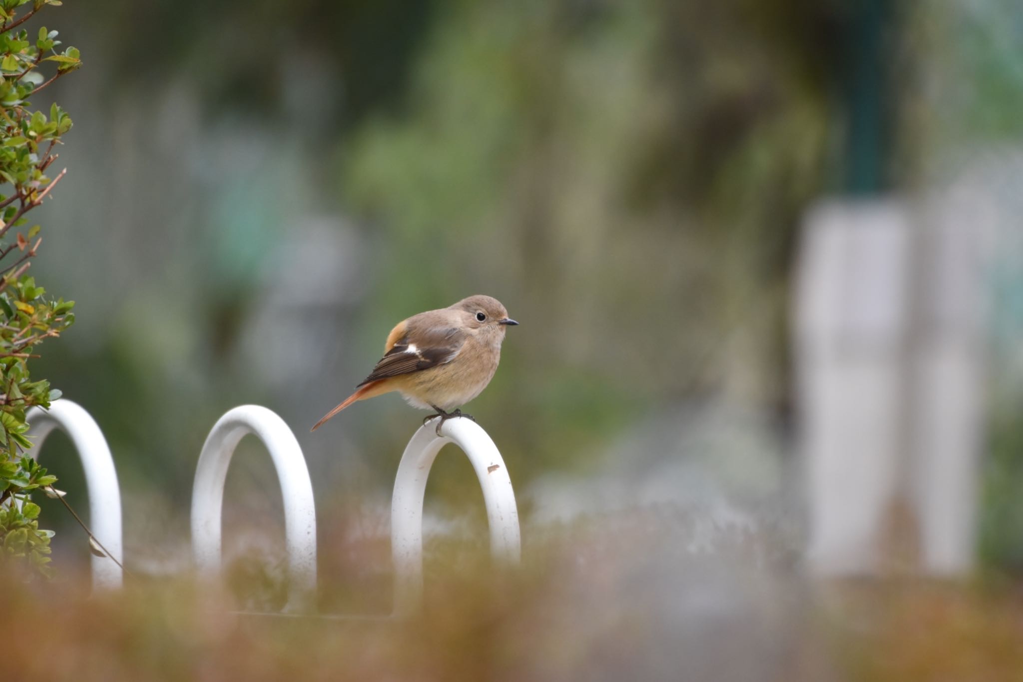 小石川植物園 ジョウビタキの写真 by Hofstadter2303