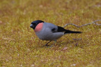 ウソ 烏川渓谷 2019年4月17日(水)