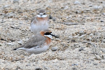 Siberian Sand Plover