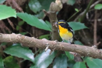 Narcissus Flycatcher Moritogawa Sat, 6/10/2017