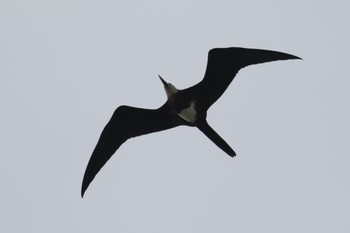 Lesser Frigatebird Kasai Rinkai Park Sun, 7/16/2017