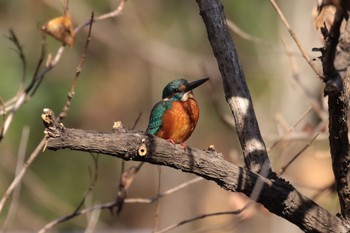 カワセミ 東京港野鳥公園 2018年1月7日(日)