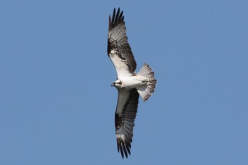 Osprey 霞ヶ浦 Sun, 2/18/2018