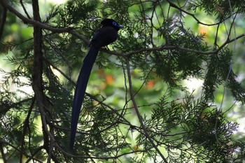 サンコウチョウ 神奈川県 2017年5月21日(日)