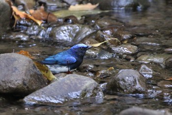 Blue-and-white Flycatcher Moritogawa Sat, 5/20/2017