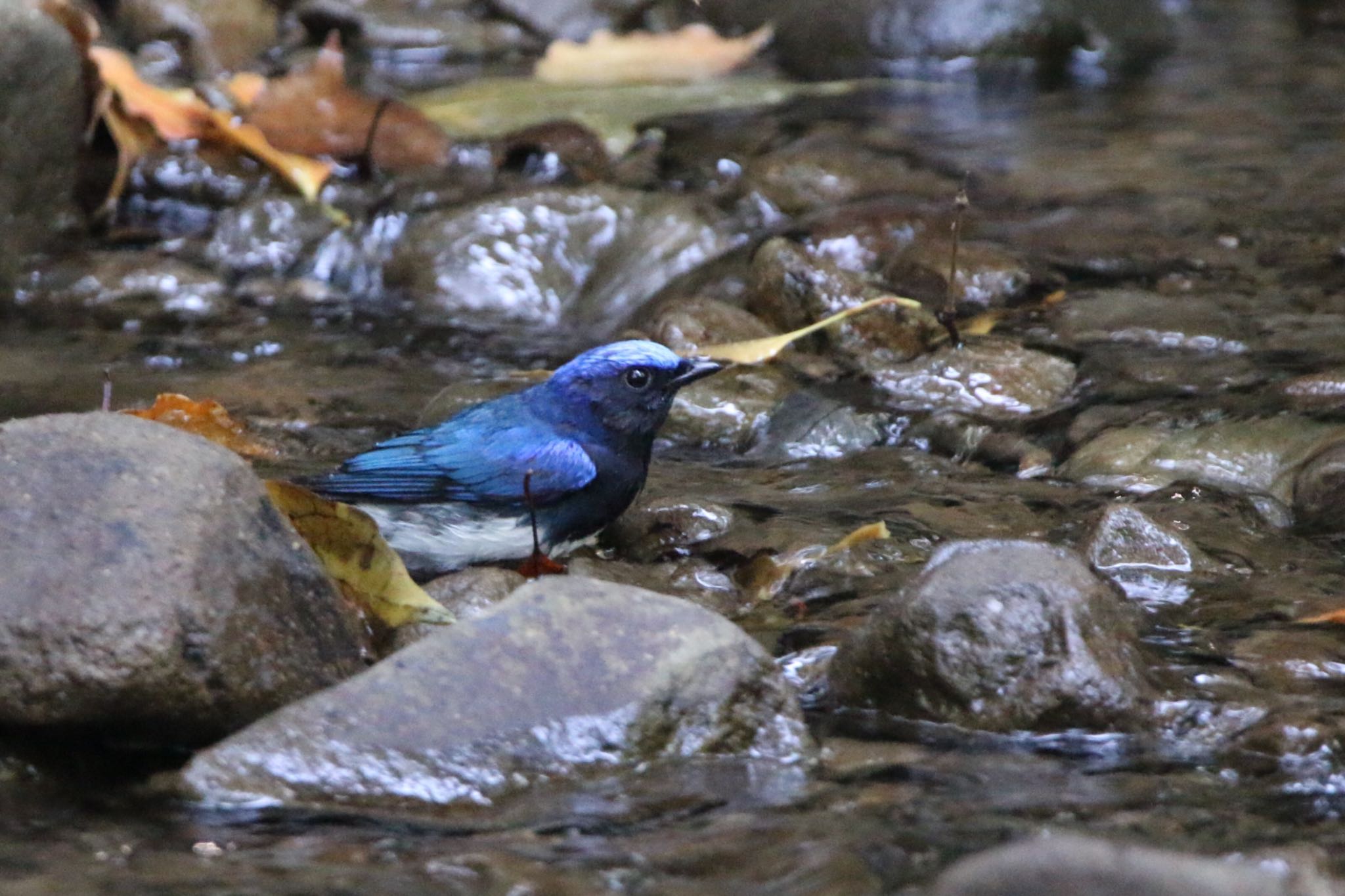 Photo of Blue-and-white Flycatcher at Moritogawa by 赤坂和広