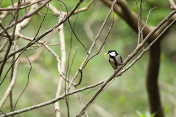 シジュウカラ 竜門渓谷 2019年4月17日(水)