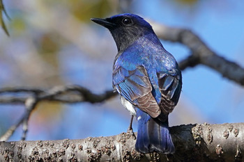 Blue-and-white Flycatcher 東京都多摩地域 Sat, 4/13/2019