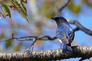 Blue-and-white Flycatcher 東京都多摩地域 Sat, 4/13/2019