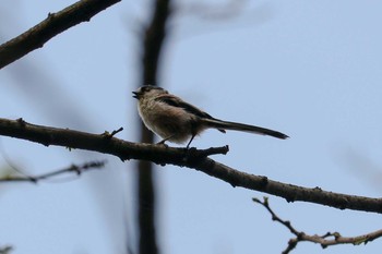 エナガ 三ツ池公園(横浜市鶴見区) 2019年4月18日(木)