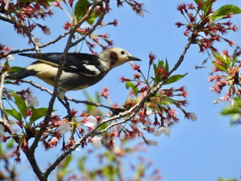 コムクドリ 桜草公園 2019年4月18日(木)