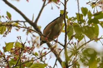 シメ 三ツ池公園(横浜市鶴見区) 2019年4月18日(木)