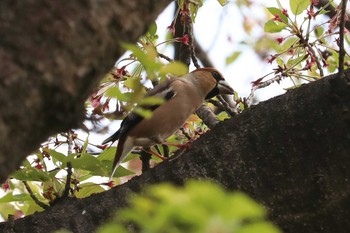 シメ 三ツ池公園(横浜市鶴見区) 2019年4月18日(木)