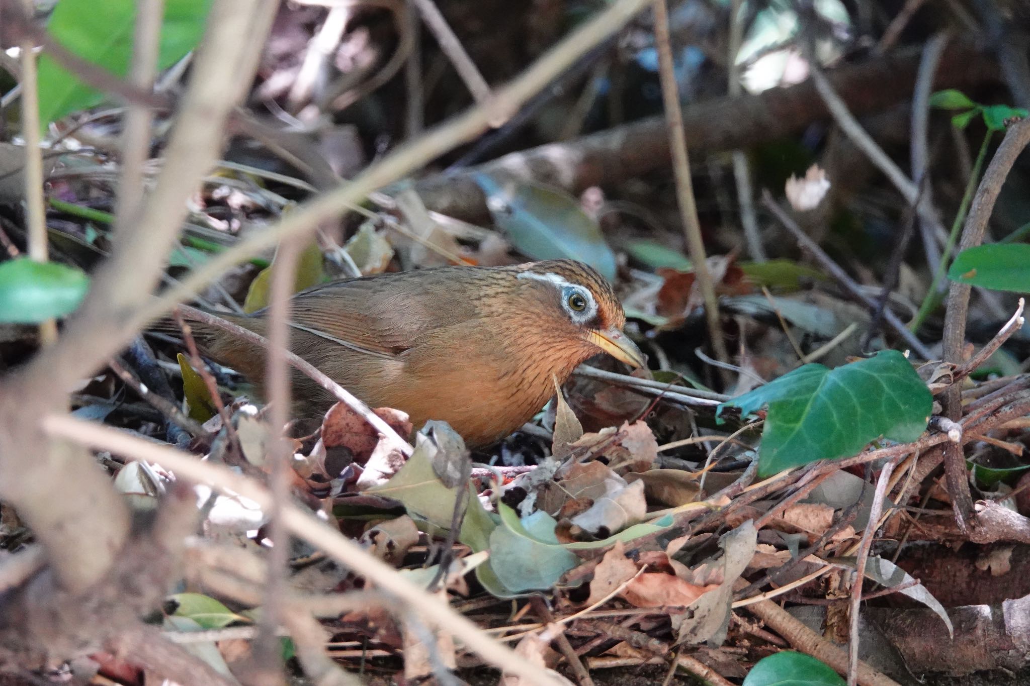 北本自然観察公園 ガビチョウの写真 by のどか