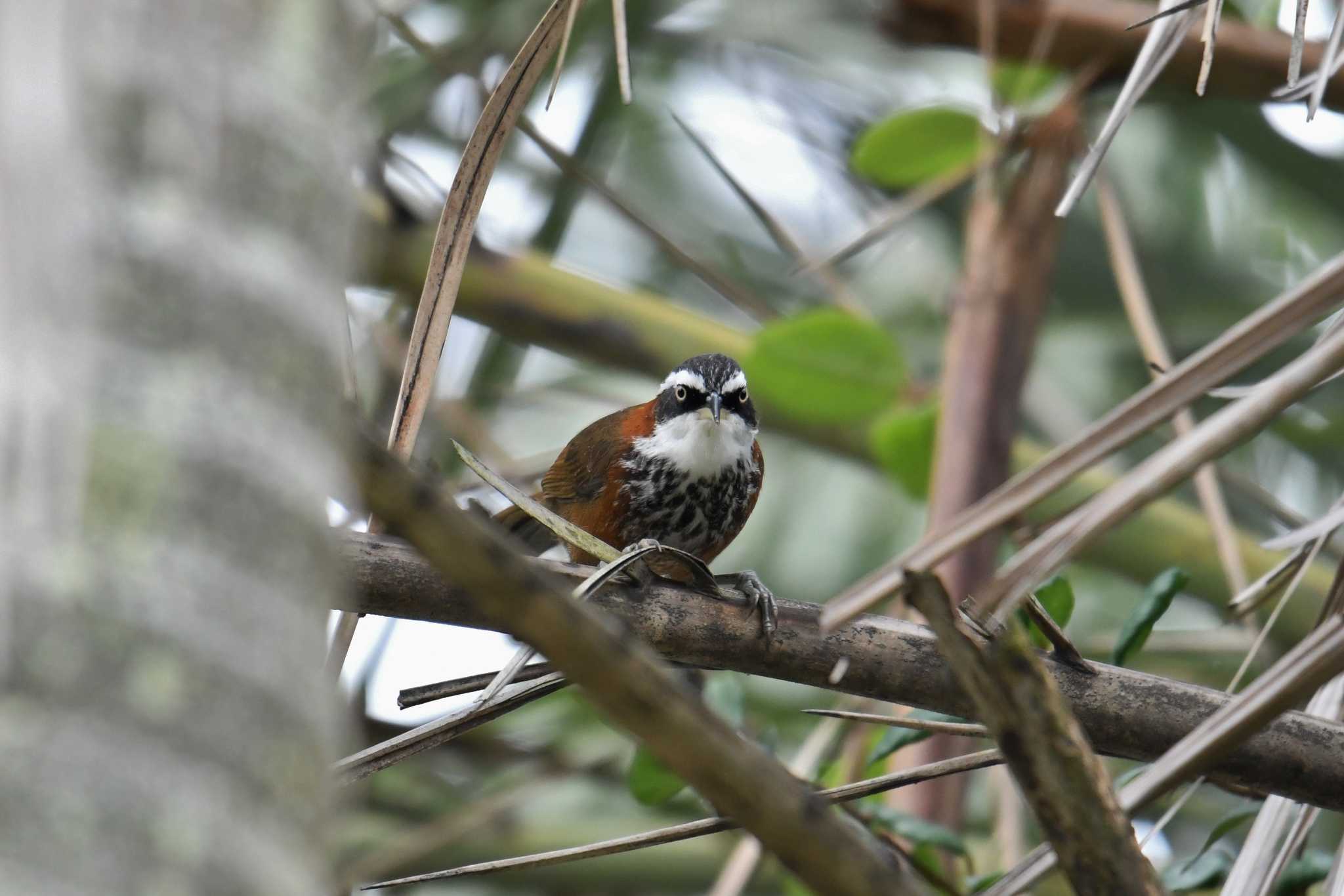 Photo of Taiwan Scimitar Babbler at 台北植物園 by あひる