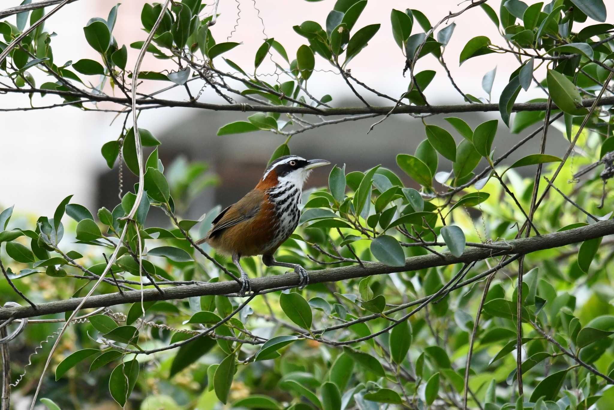 Photo of Taiwan Scimitar Babbler at 台北植物園 by あひる