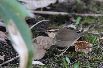 Asian Stubtail Miharashi Park(Hakodate) Thu, 4/18/2019