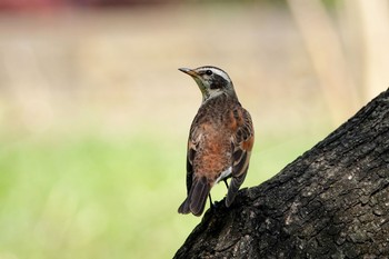 ツグミ 北本自然観察公園 2019年4月18日(木)