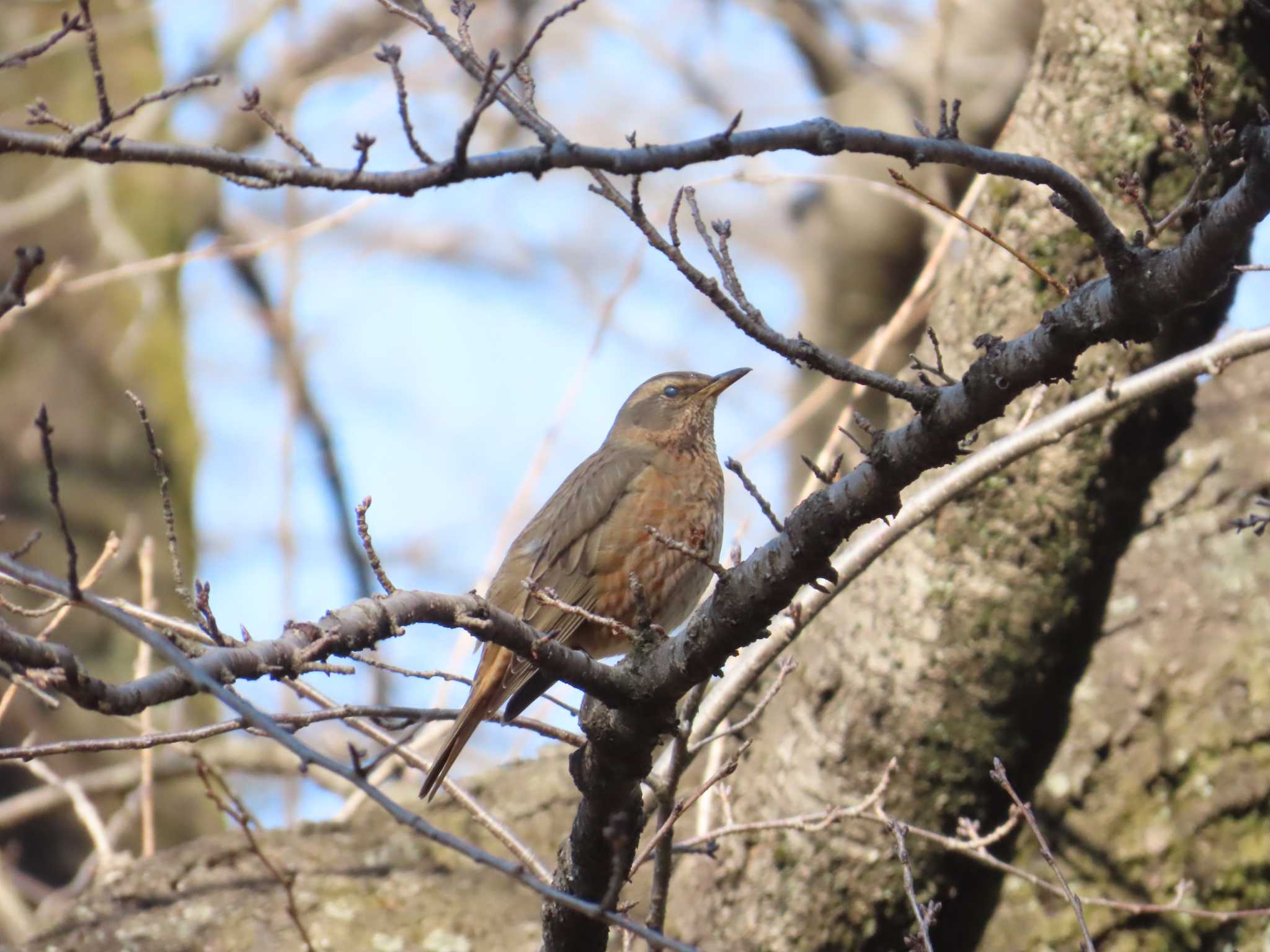 2025年2月28日(金) 東京都立小金井公園の野鳥観察記録 by 多摩の 2025年2月28日(金) 東京都立小金井公園の野鳥観察記録 by 多摩の