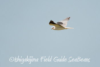 カタグロトビ 石垣島 2019年4月18日(木)