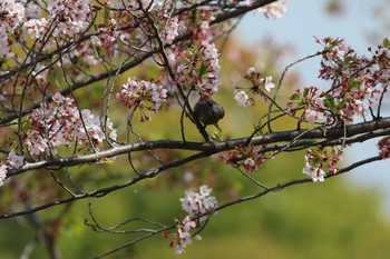 ヒヨドリ 万博記念公園 2019年4月18日(木)