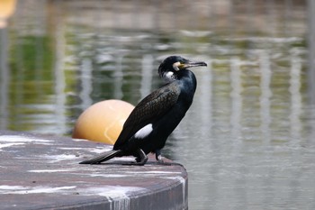 カワウ 万博記念公園 2019年4月18日(木)