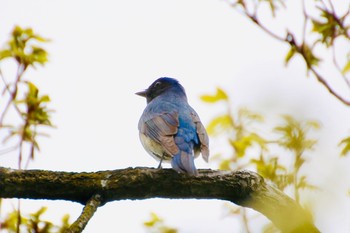 2019年4月17日(水) 浅間岳の野鳥観察記録