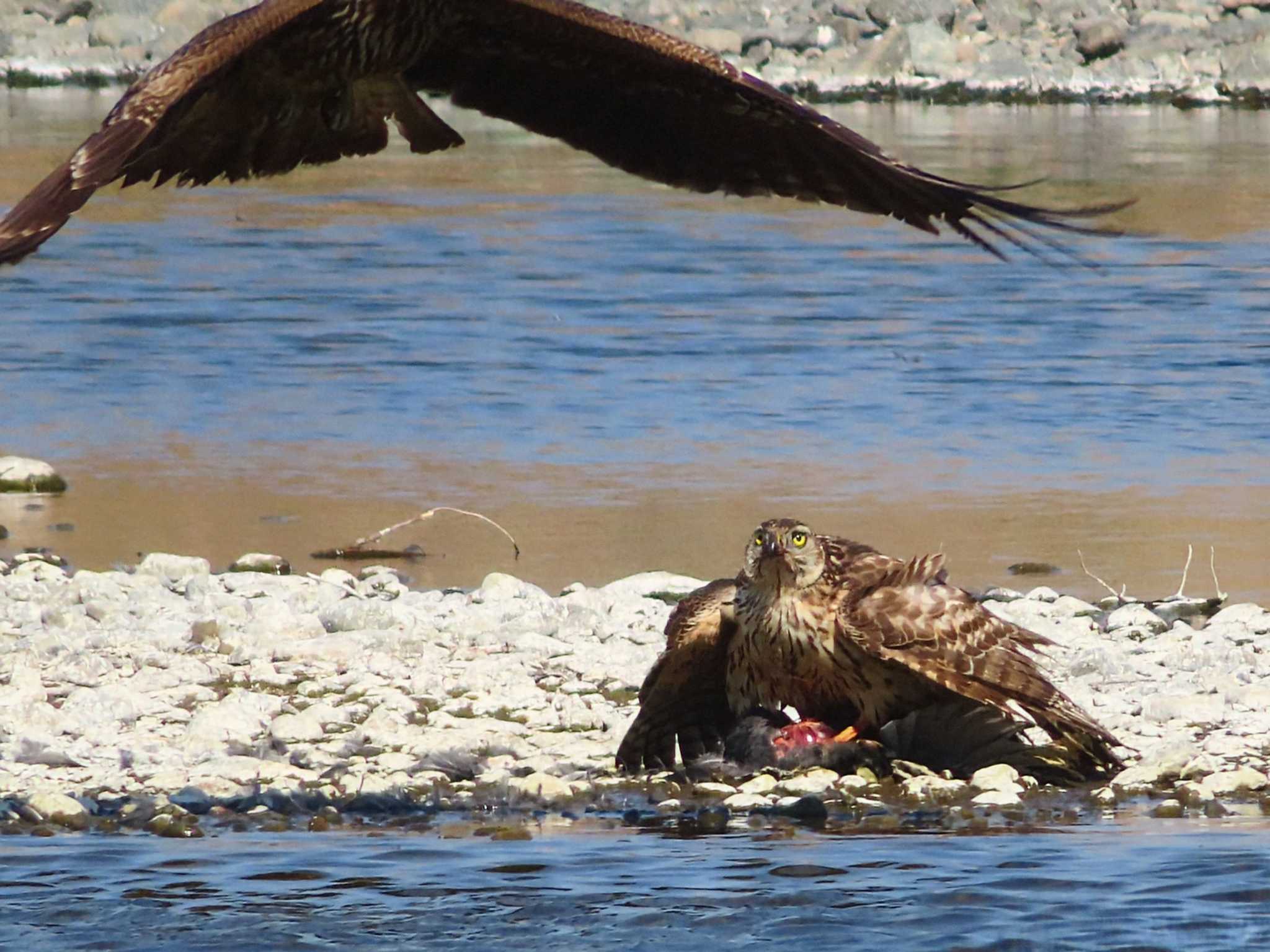 2025年2月28日(金) 相模川の野鳥観察記録 by ゆ | ZooPicker 2025年2月28日(金) 相模川の野鳥観察記録 by ゆ | ZooPicker